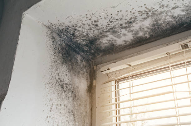 Affordable Mold Removal solutions in Abingdon, VA